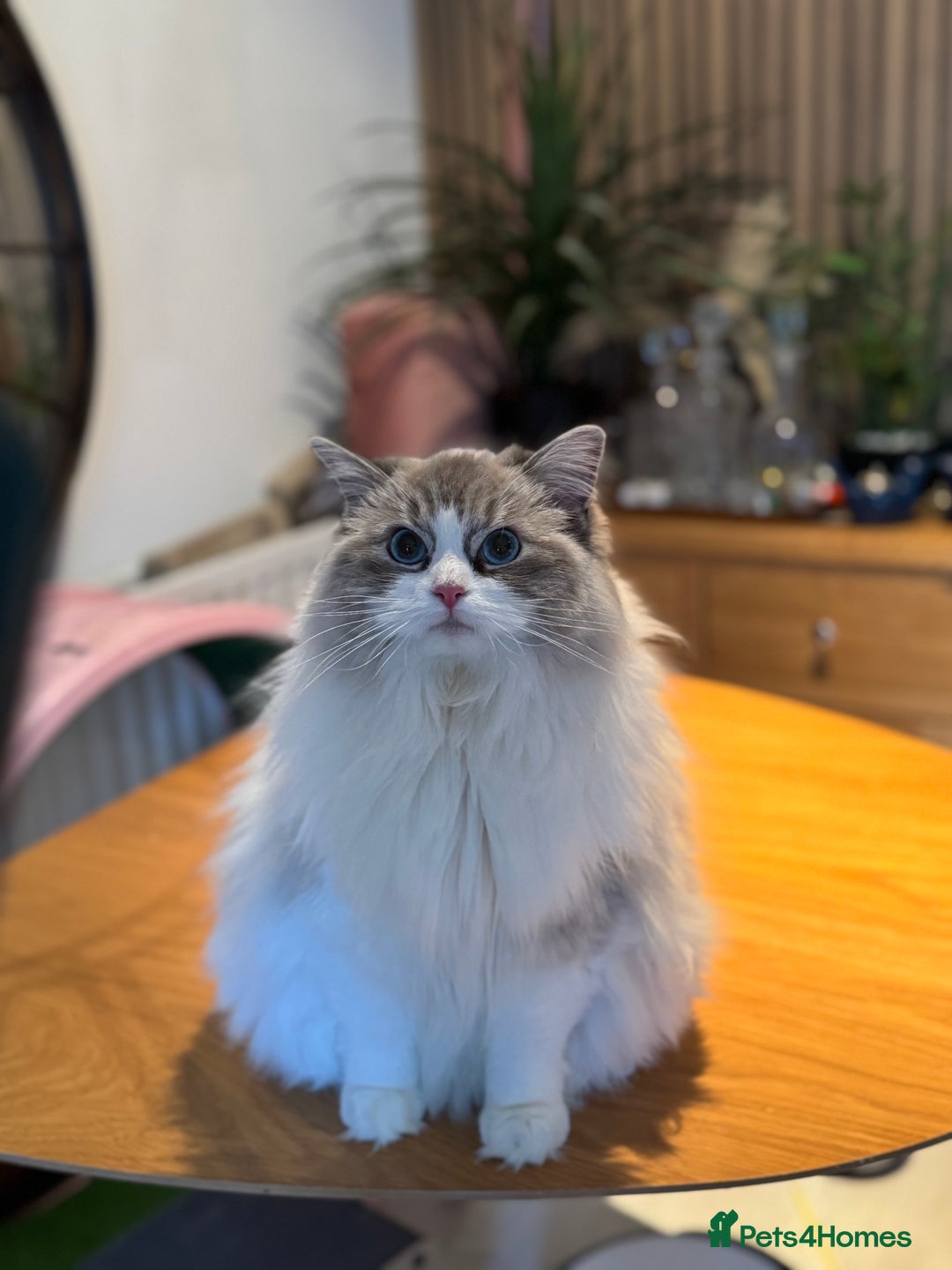 Ragdoll cats for sale: Ragdoll adult  Tica  - Image 16