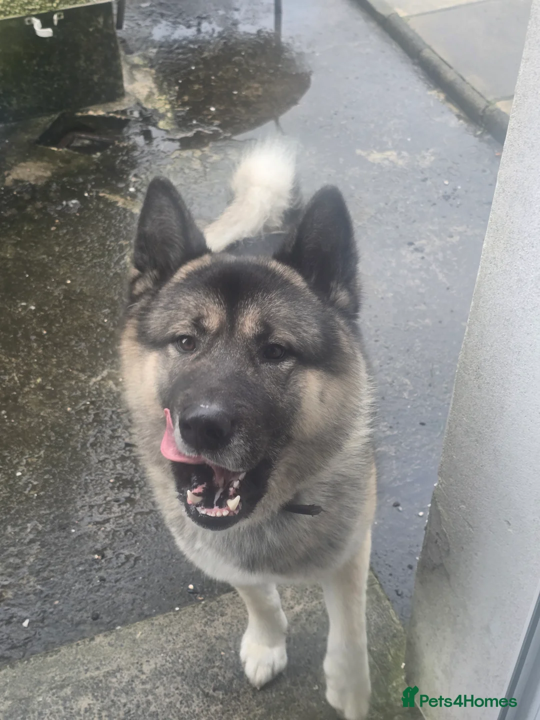 Mixed Breed dogs for sale: Pedro - Advert 6