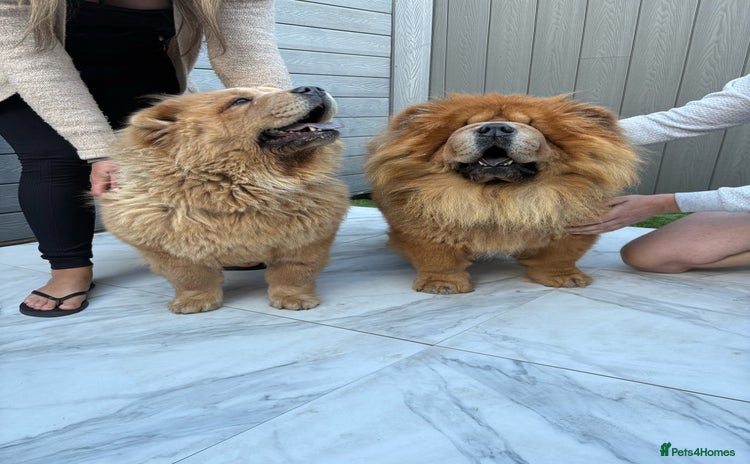 Chow Chow dogs - Advert 1