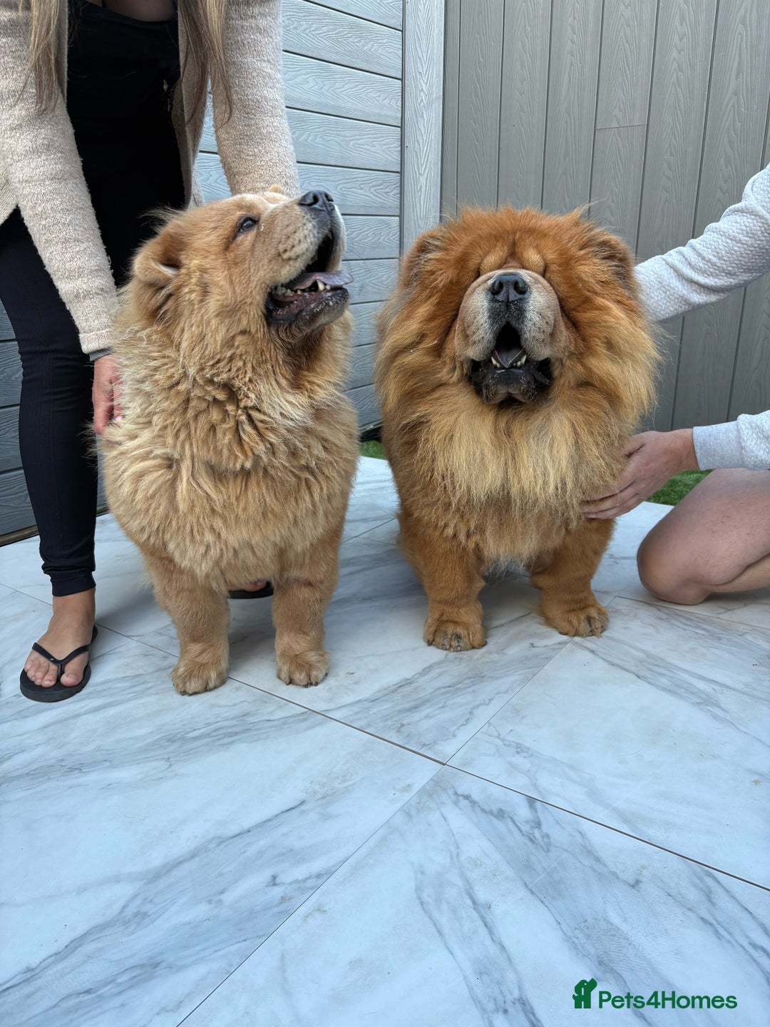 Chow Chow dogs for sale: Standard CH Champion Bloodline chow chows - Image 1