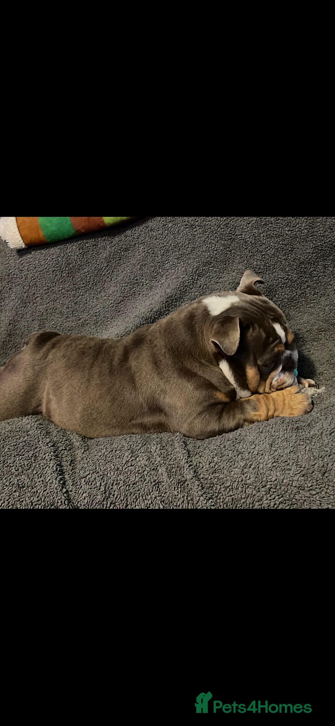 English Bulldog dogs for sale: English bulldog - Advert 1