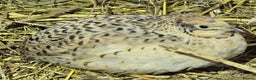 Quail poultry for sale: Chinese Painted and Coturnix Quail - Advert 3