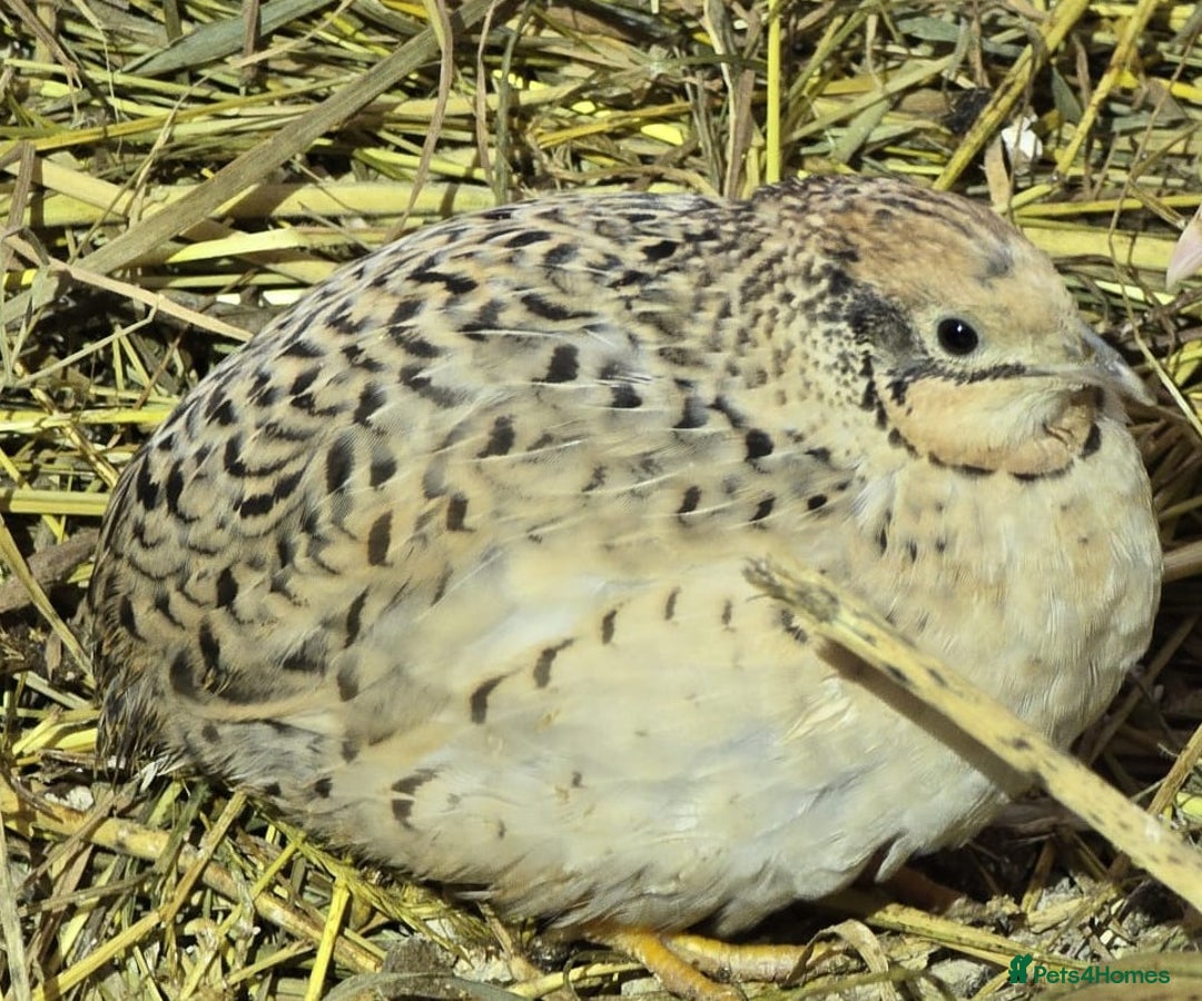 Quail poultry for sale: Chinese Painted and Coturnix Quail - Advert 3