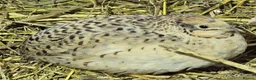 Quail poultry for sale: Chinese Painted Quail - Advert 4