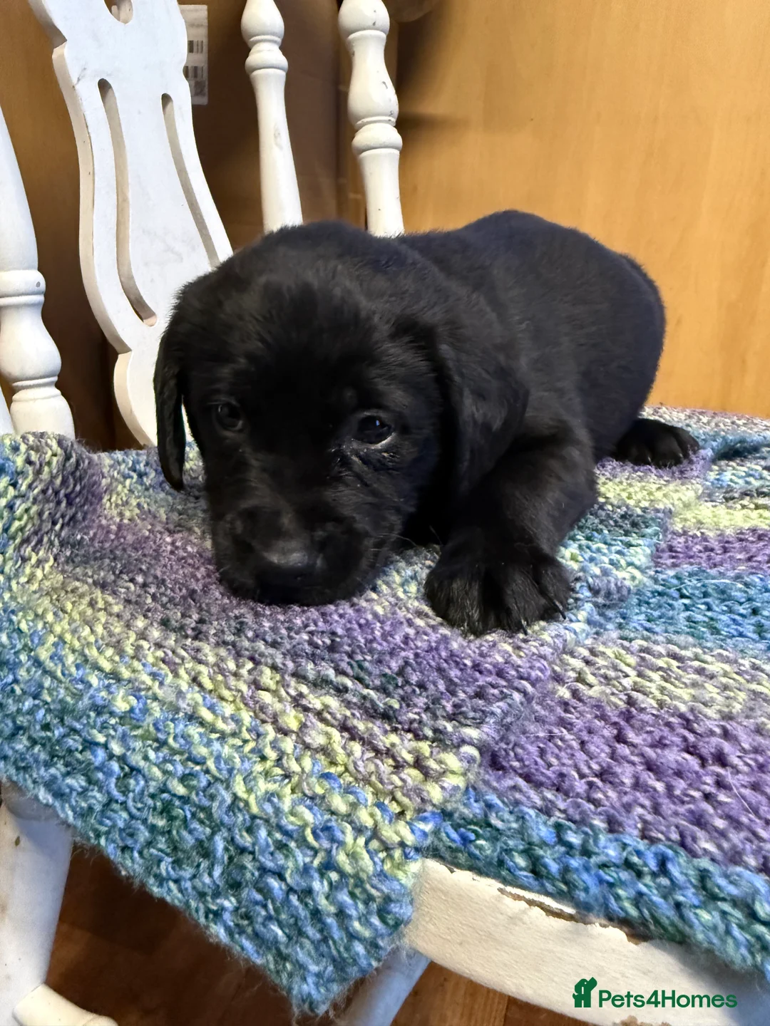 Labrador Retriever dogs for sale: 4 stunning black lab puppies - Advert 8
