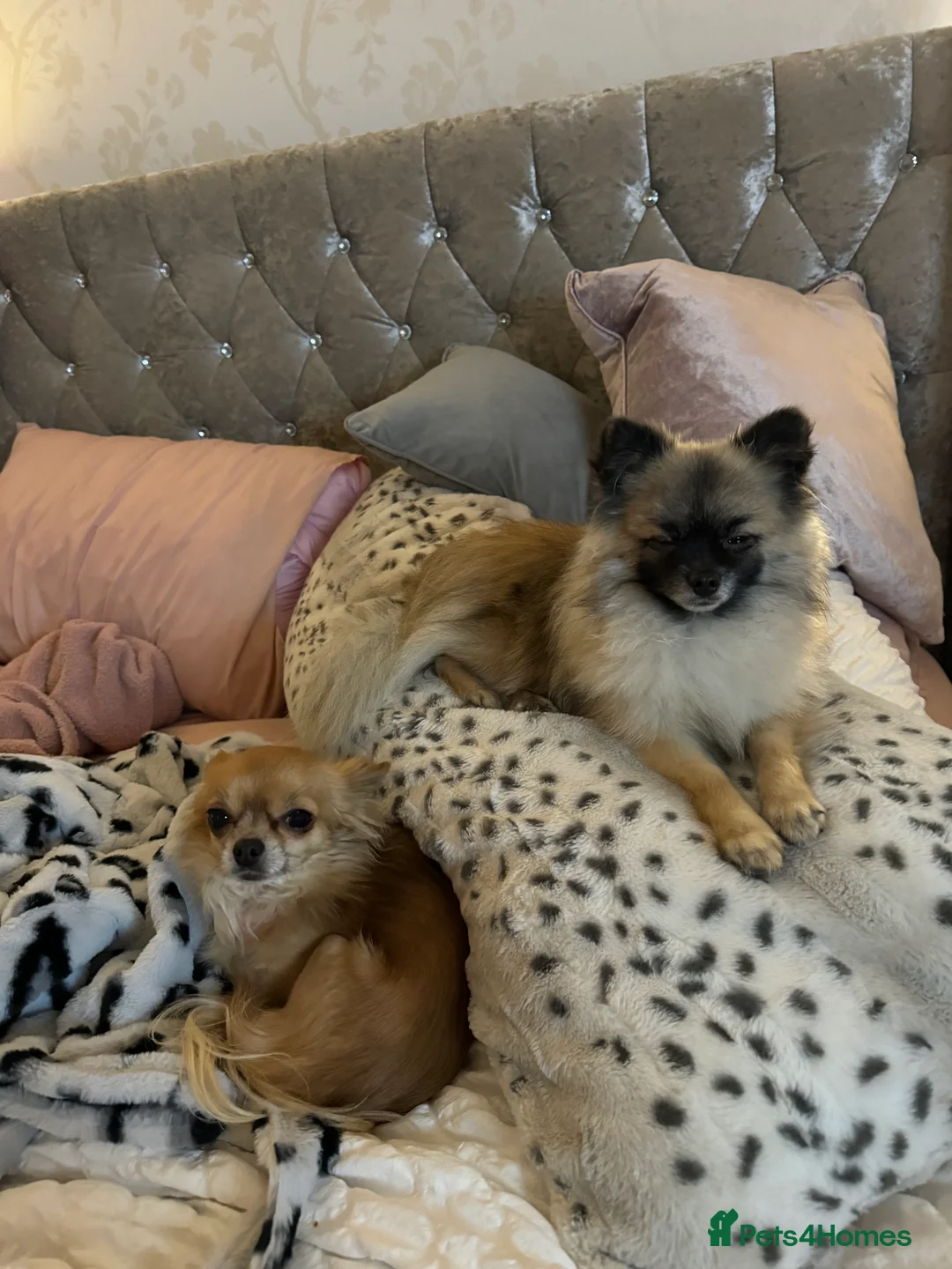 Pomeranian dogs for stud: 2kg, KC Registered, Proven, Pomeranian  in Cardiff - Advert 25