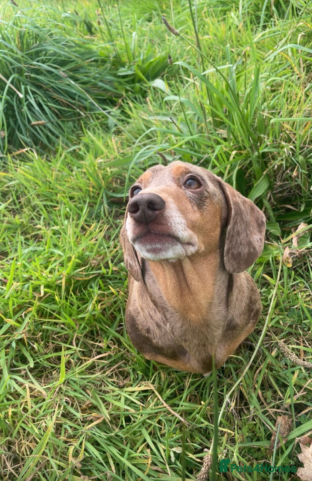 Miniature Dachshund dogs for sale: 2 miniature dachshunds £500 each - Advert 5