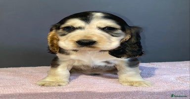 Cocker Spaniel dogs - Advert 3
