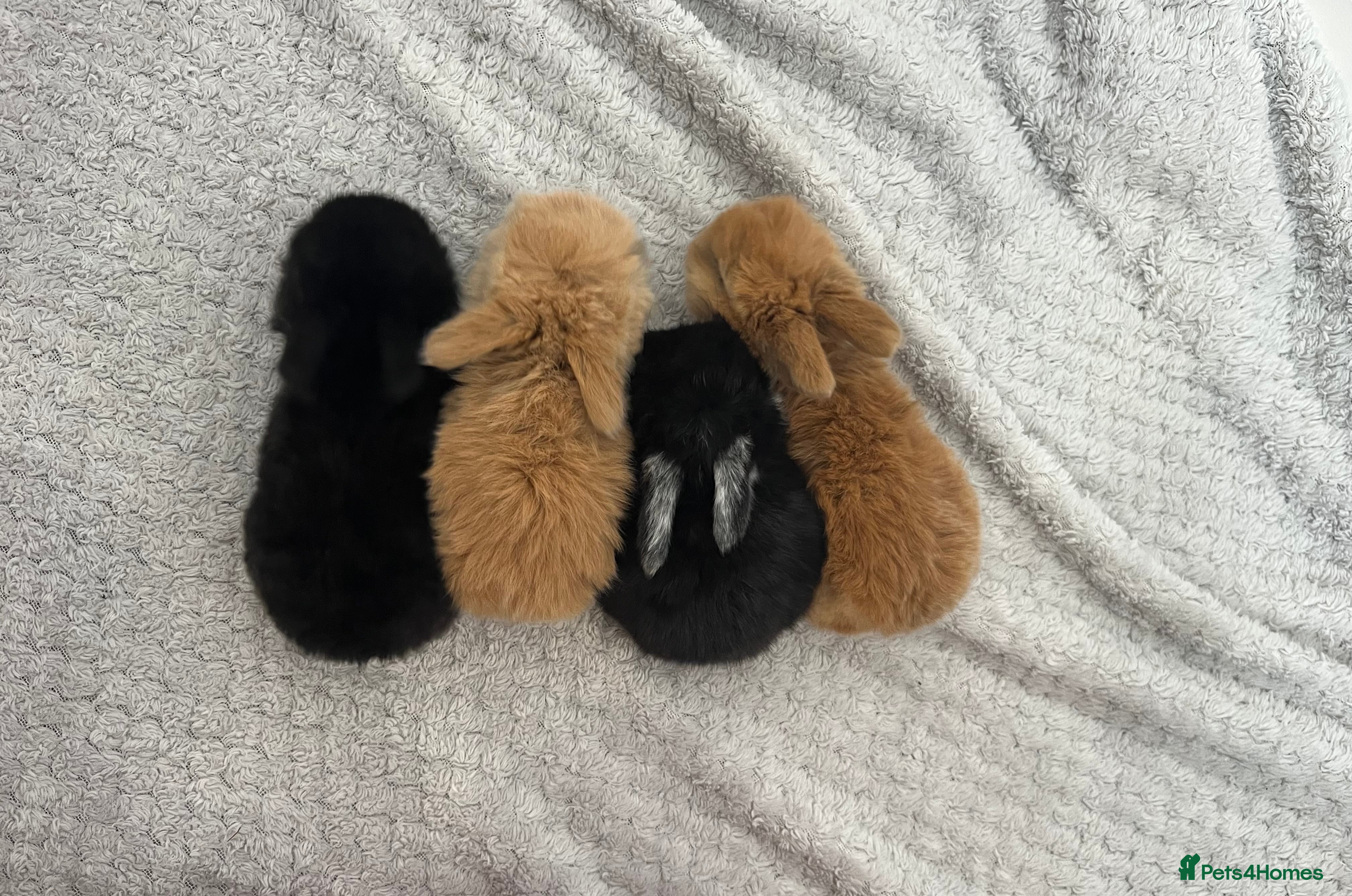 Mini Lop rabbits Gorgeous Purebred Mini Lop Babies – Ready April - Advert 15