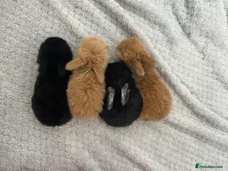 Mini Lop rabbits Gorgeous Purebred Mini Lop Babies – Ready April - Advert 15