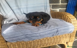Rottweiler dogs for sale: Chunky Rottweiler Puppies  - Image 19