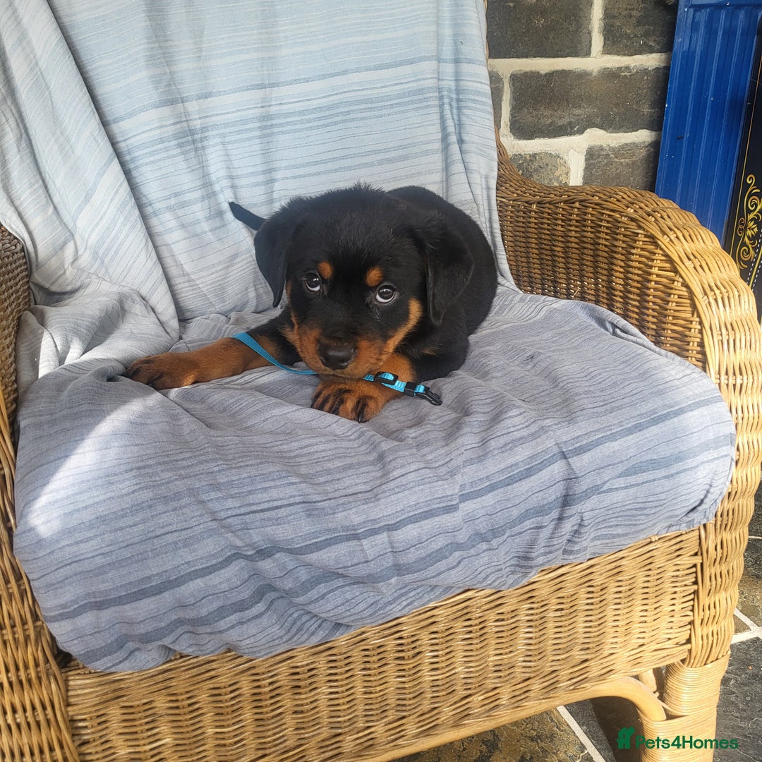 Rottweiler dogs for sale: Chunky Rottweiler Puppies  - Image 19
