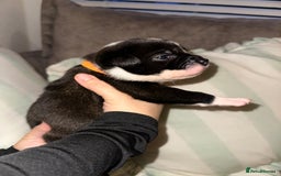 Mixed Breed dogs for sale: Olde English Bulldogge/Staffy bull Collie mix - Image 37