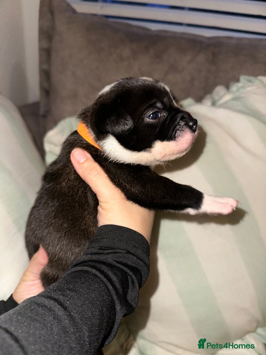 Mixed Breed dogs for sale: Olde English Bulldogge/Staffy bull Collie mix - Image 37