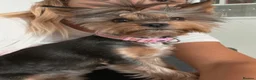 Yorkshire Terrier dogs for sale: Beautiful Yorkshire Terrier Puppies for Sale - Advert 16
