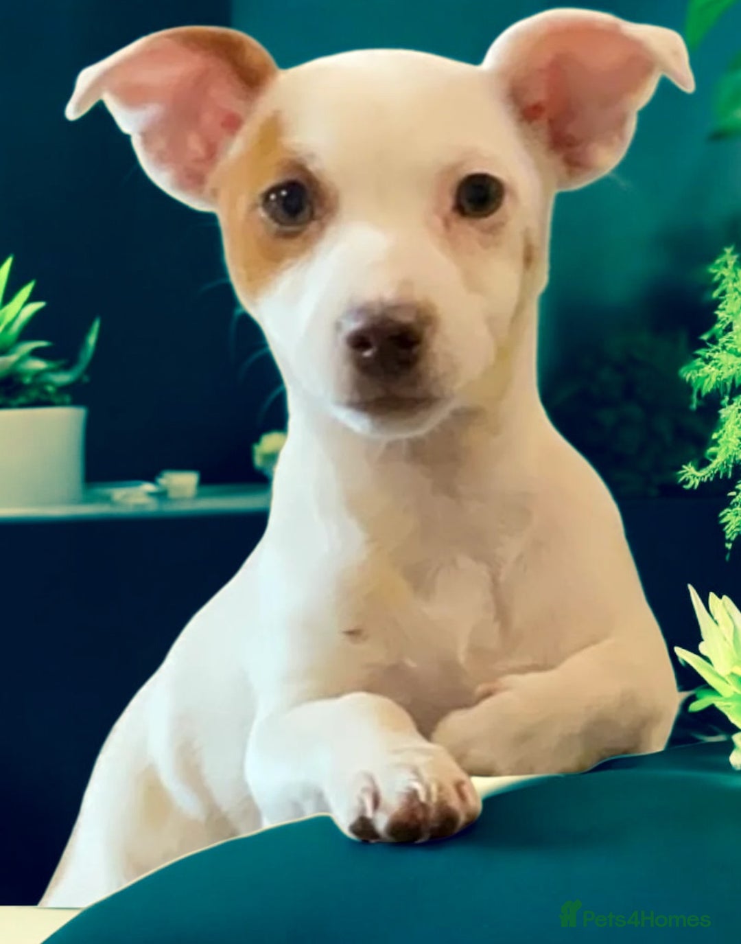 Jack Russell dogs for sale: NO MORE TIMEWASTERS in Huntingdon - Image 2