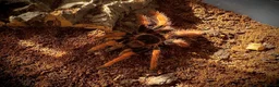 Tarantulas invertebrates for sale: P.Metallica,C.versicolor Wanted! - Advert 2