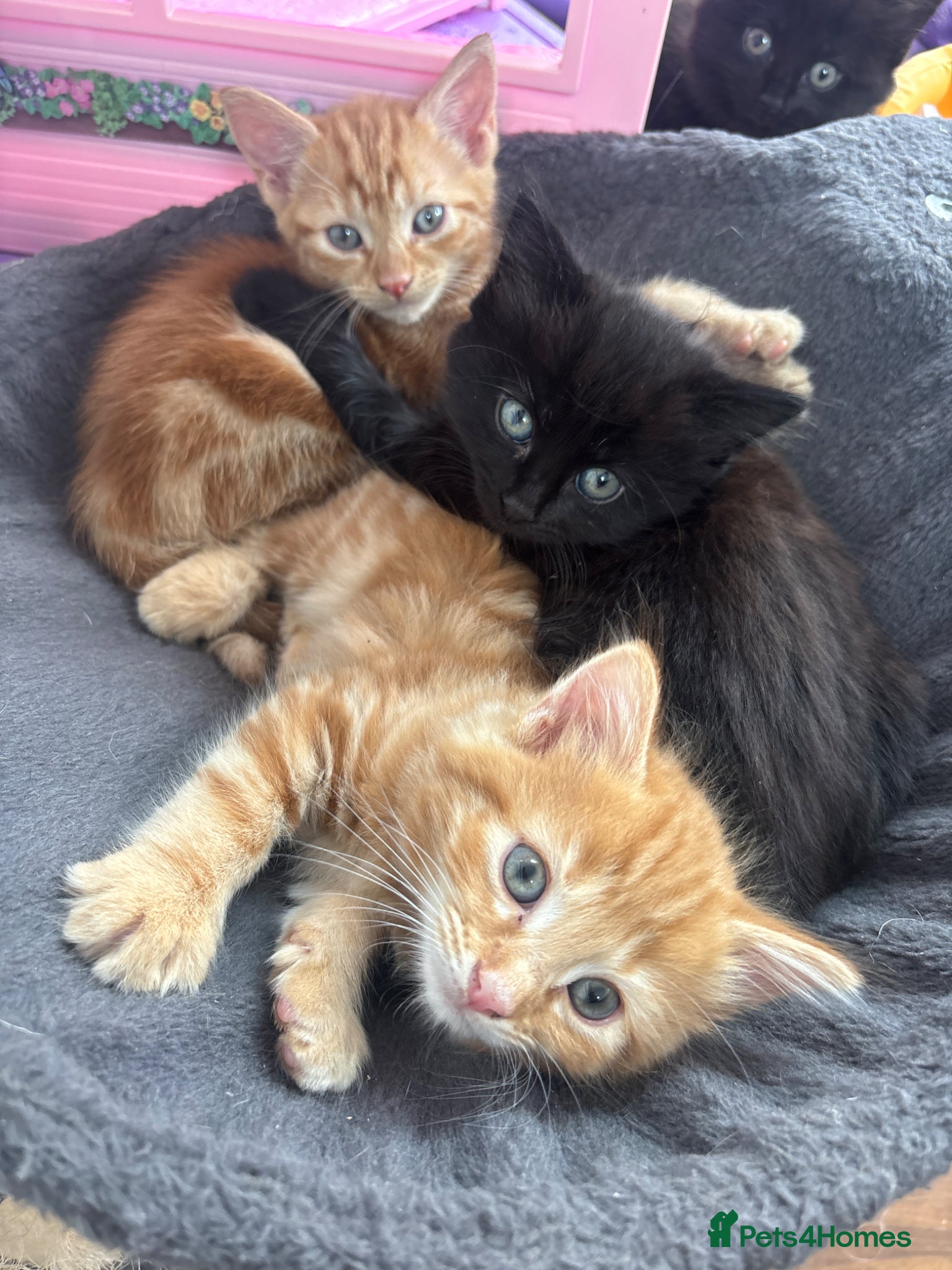 Mixed Breed cats 4 beautiful kittens for sale mixed breed - Advert 5