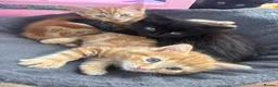 Mixed Breed cats for sale: 4 beautiful kittens for sale mixed breed - Advert 1