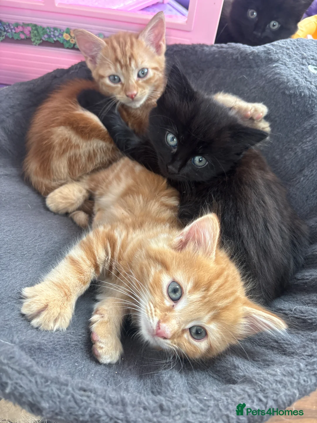 Mixed Breed cats for sale: 4 beautiful kittens for sale mixed breed - Advert 1