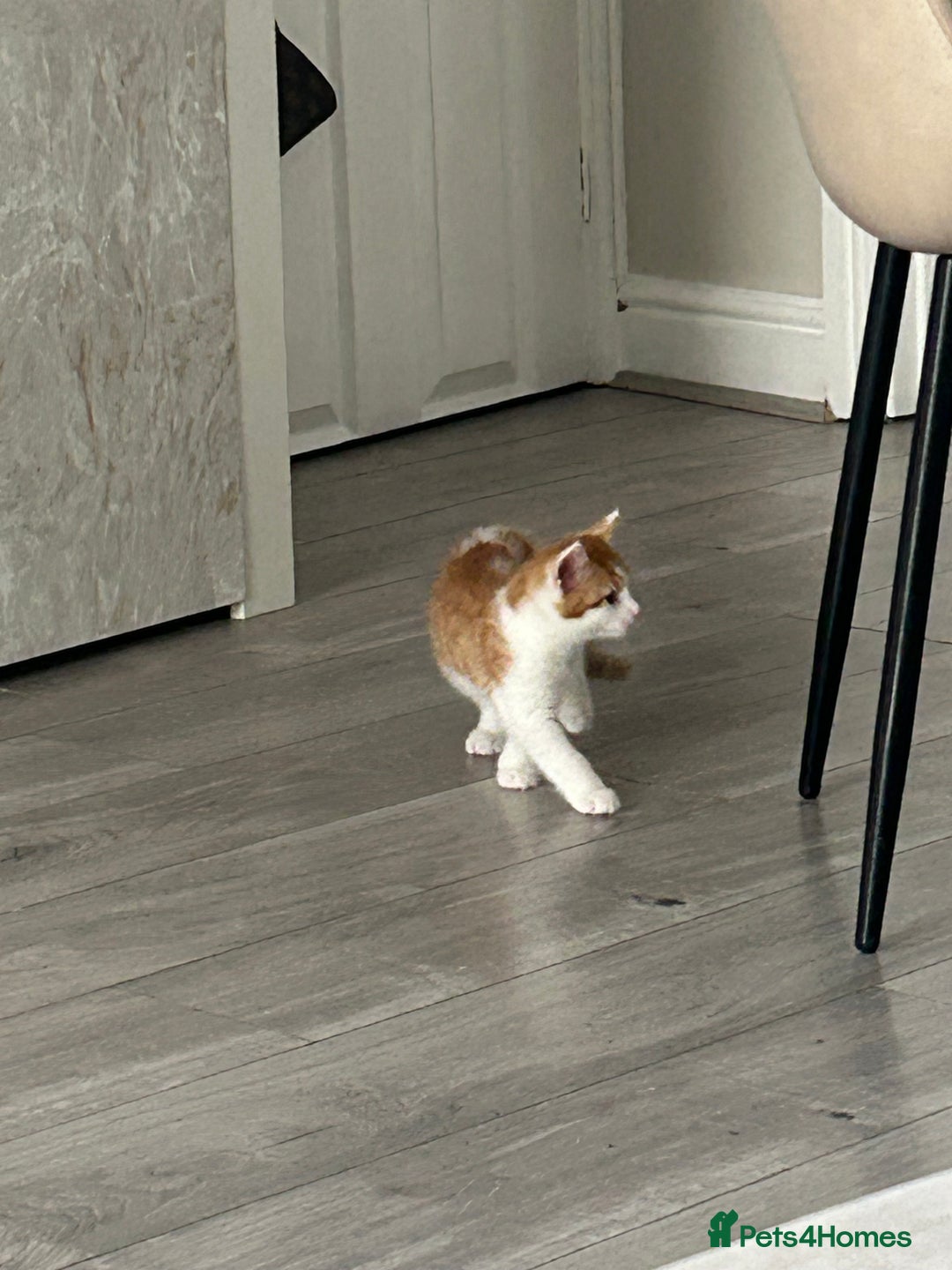 Mixed Breed cats for sale: Gorgeous Kittens for Sale - Image 14