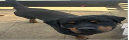 Rottweiler dogs for sale: Gorgeous Rottweiler pups - Advert 8