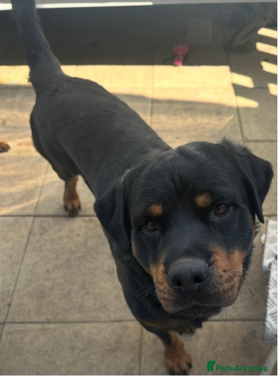 Rottweiler dogs for sale: Gorgeous Rottweiler pups - Advert 8