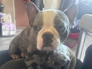 French Bulldog dogs French bulldog puppies 3 remaining - Advert 15