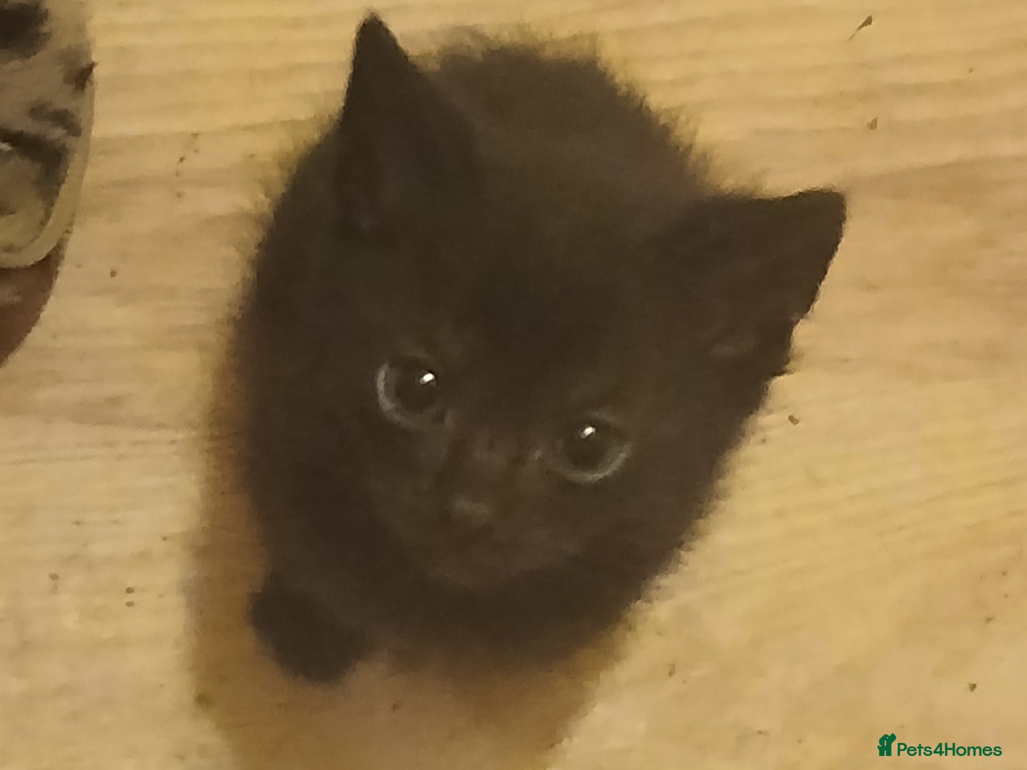 Mixed Breed cats for sale: Kittens tabby, black & white patches £100 in Stevenage - Advert 4