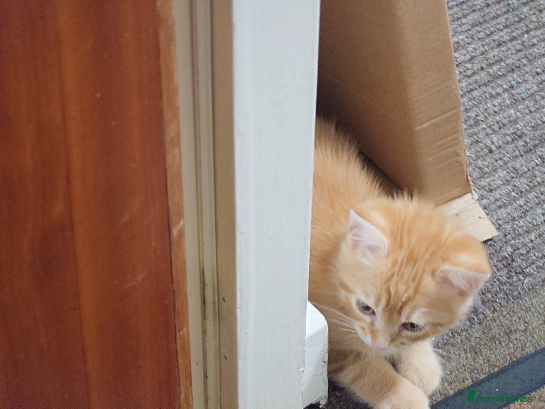Persian cats for sale: Persian kittens: 2 girls and 1 boy (£230 each) - Image 3