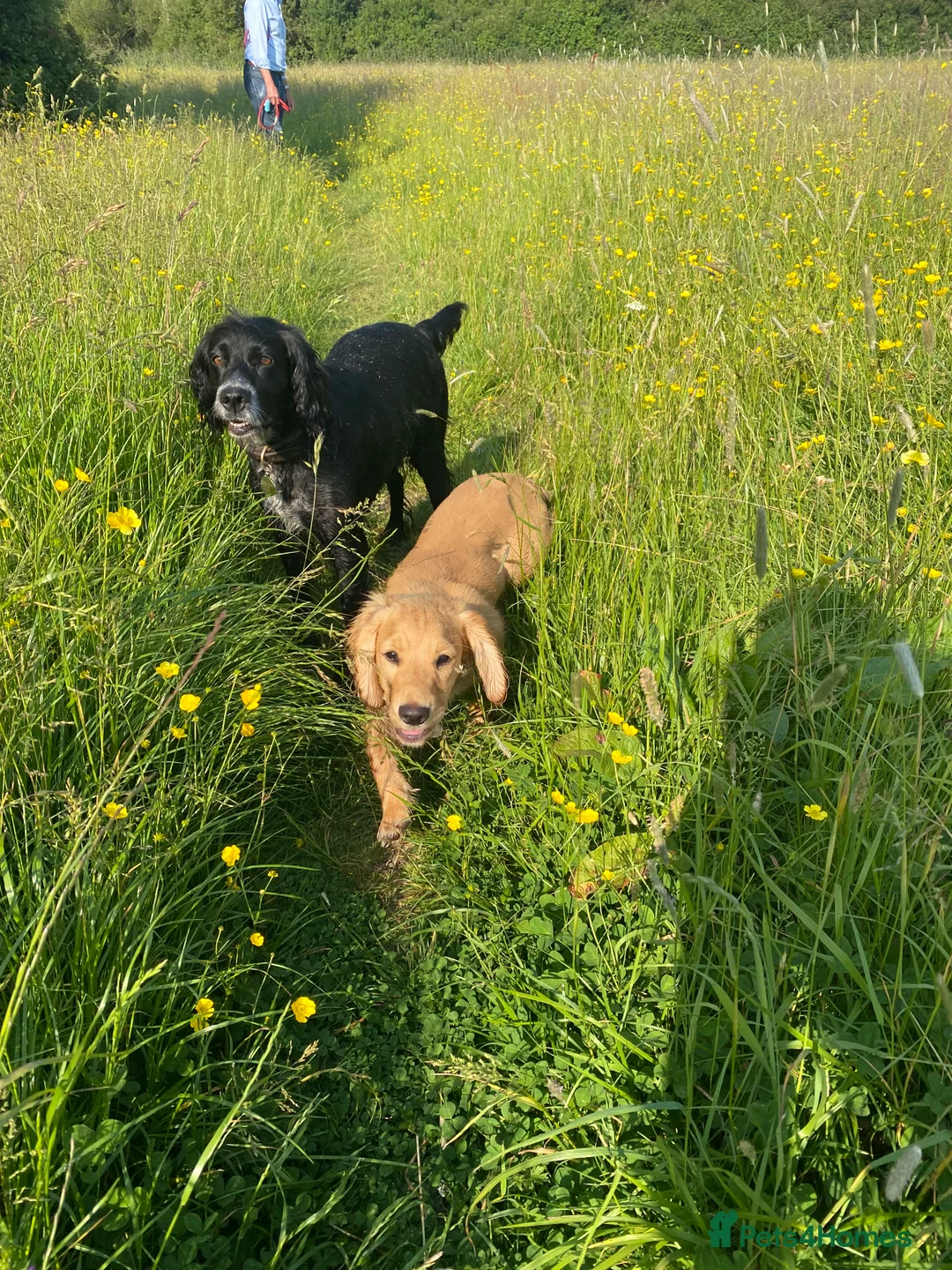 Cocker Spaniel dogs for sale: Stunning LEMON KC Reg Working Cocker Spaniel pups - Advert 21
