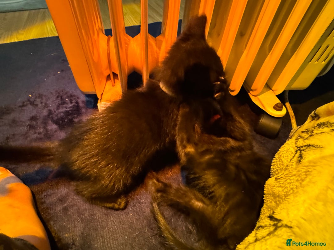 Mixed Breed cats for sale: Melanistic bengals/siamese’s (bengalese) - Advert 9