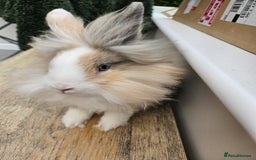 Lionhead rabbits for sale: Beautiful male lionhead rabbit  - Image 4