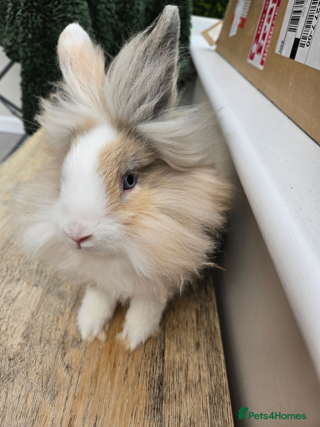 Lionhead rabbits for sale: Beautiful male lionhead rabbit  - Image 4