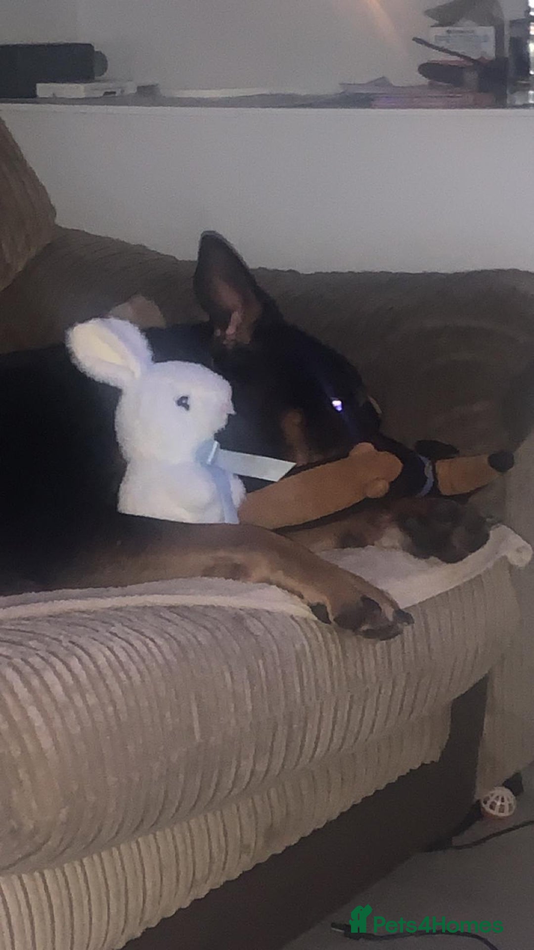 American Bully dogs for sale: 4 year old, female pedigree american bully - Advert 10