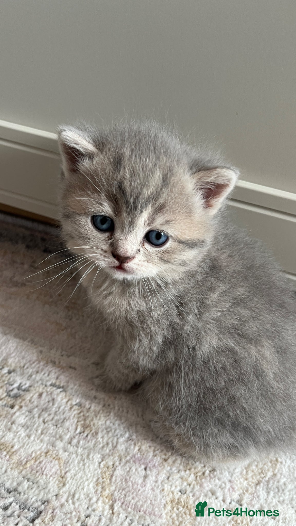 Scottish Fold cats Beautiful fluffy Scotish fold kittens  - Advert 10