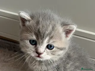 Scottish Fold cats Beautiful fluffy Scotish fold kittens - Advert 1