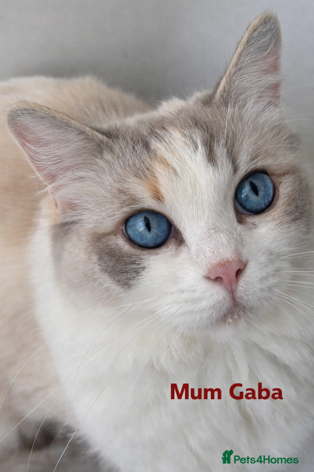 Ragdoll cats for sale: GCCF registered lynx girls ready - Advert 11