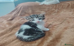 Mixed Breed cats for sale: Kittens  - Image 6