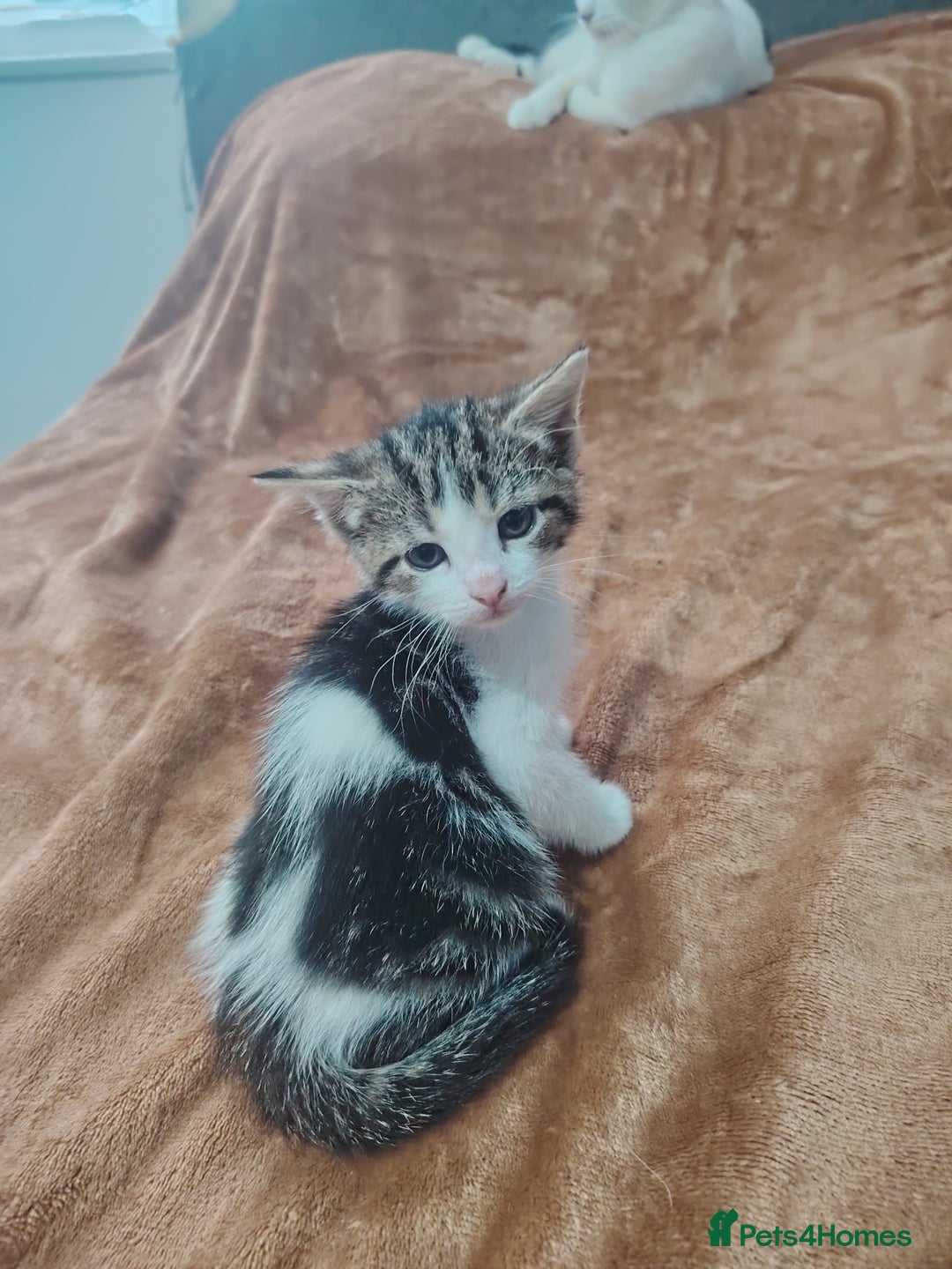 Mixed Breed cats for sale: Kittens  - Image 6