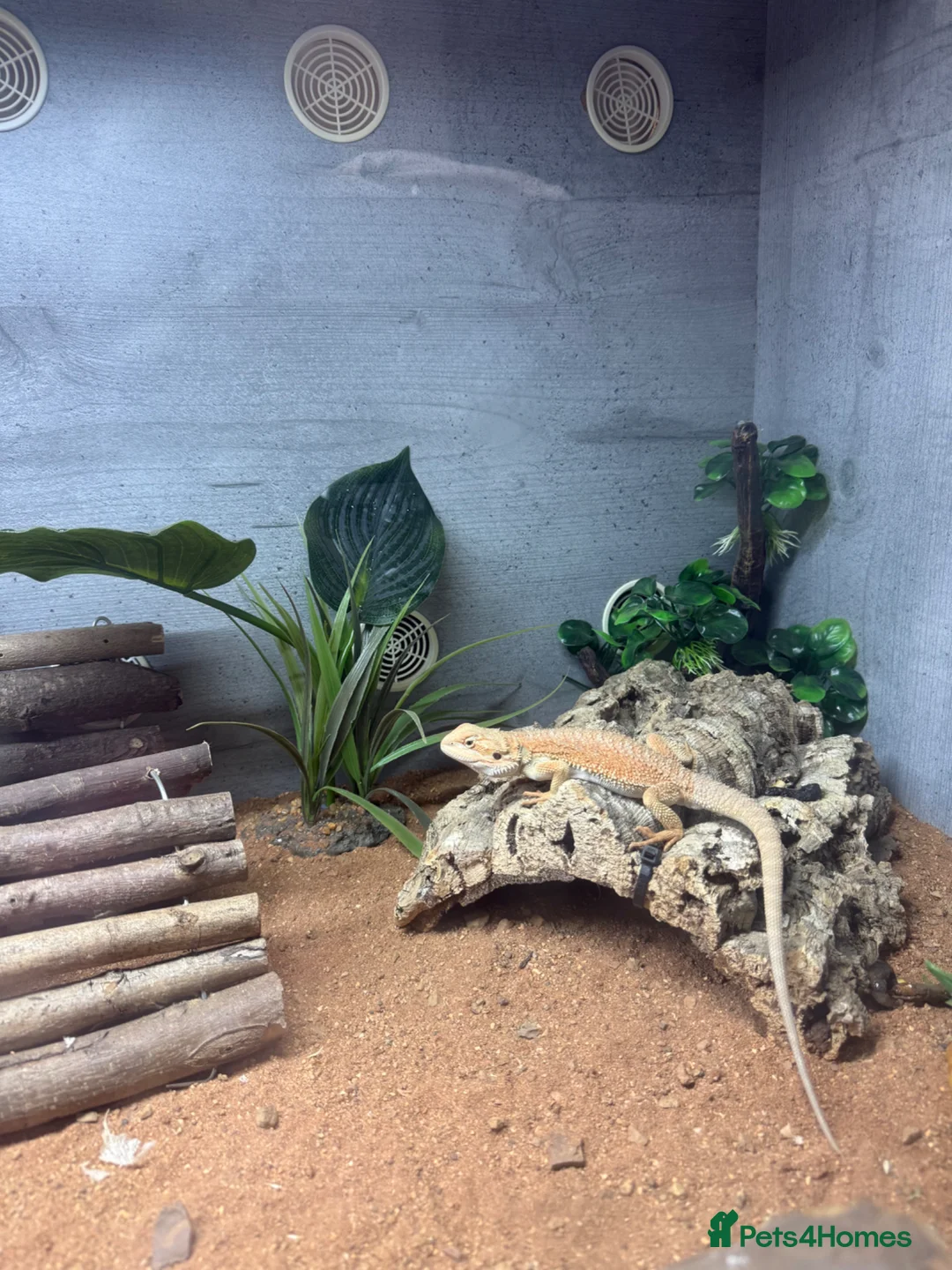 Bearded Dragon reptiles for sale: 4 month old bearded dragon - Advert 2