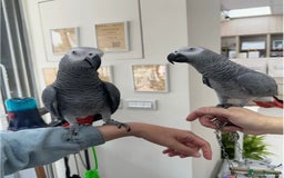 Parrots birds for sale: Super Tamed African Grey Parrots With Cage. - Image 1