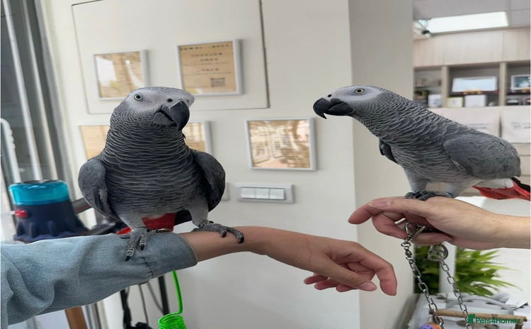 Parrots birds - Advert 2
