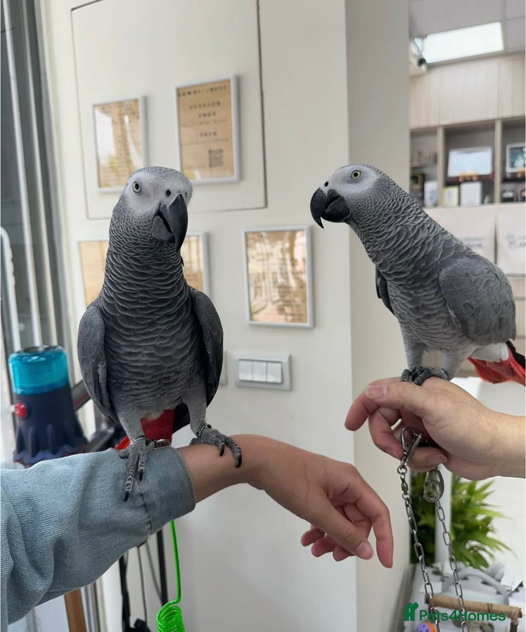 Parrots birds for sale: Super Tamed African Grey Parrots With Cage. - Image 1