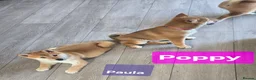 Japanese Shiba Inu dogs for sale: 3 stunning Shiba Inu puppies  - Advert 16