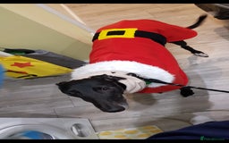 Greyhound dogs for sale: Male Greyhound for sale - Image 6
