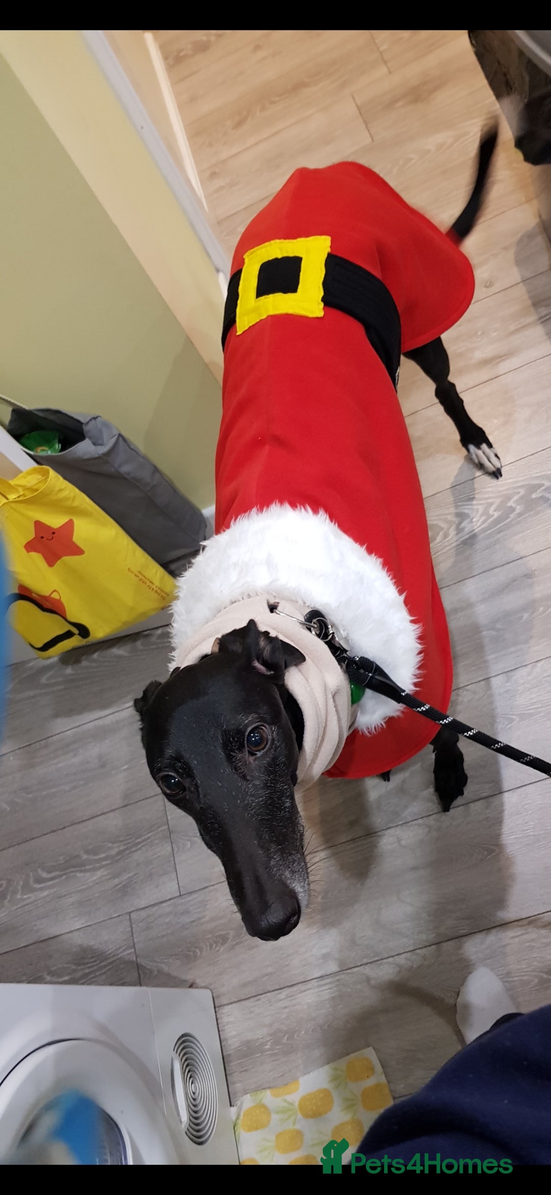 Greyhound dogs for sale: Male Greyhound for sale - Image 6