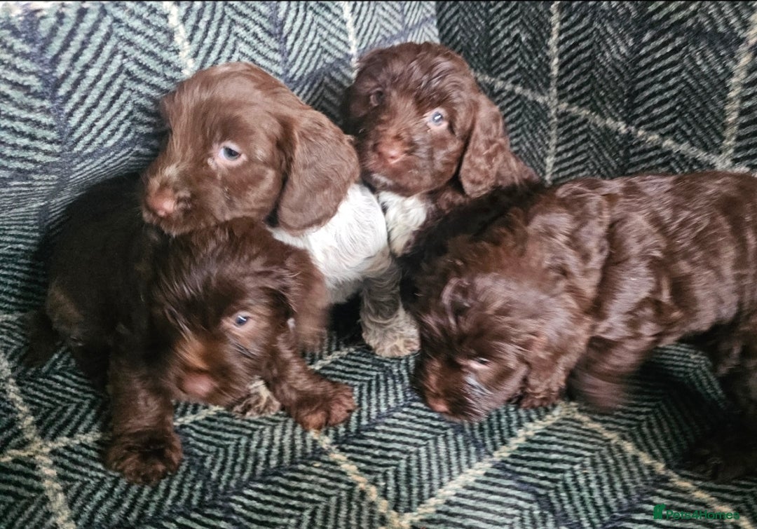 Cockapoo dogs for sale: Cockerapoo puppies F1 - Advert 15