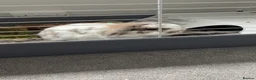 Mini Lop rabbits for sale: Mini lop  - Advert 2