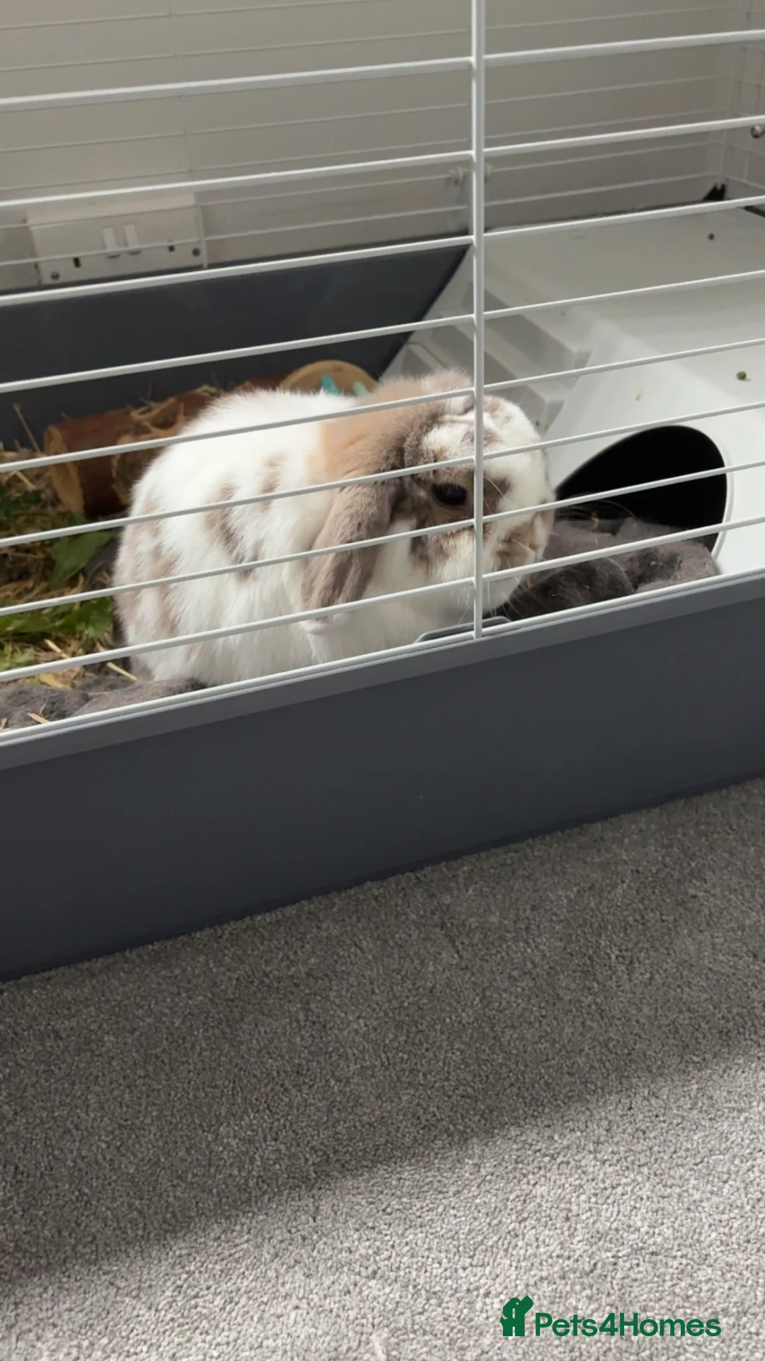 Mini Lop rabbits for sale: Mini lop  - Advert 2